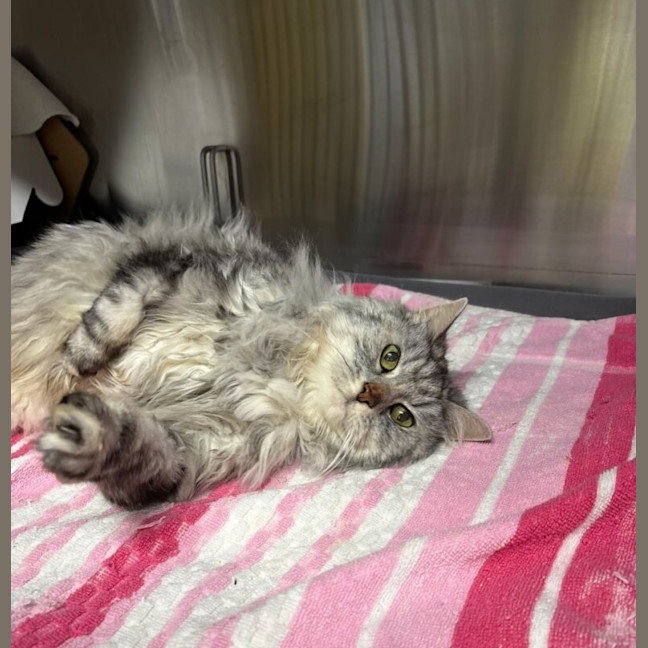 Photo of Mishka