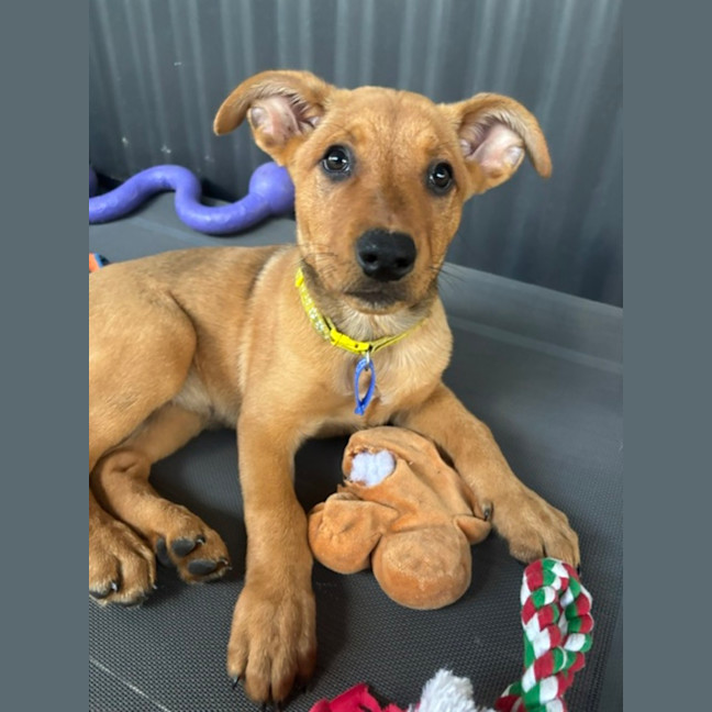Photo of Ivy   9 Week Old Mixed Breed