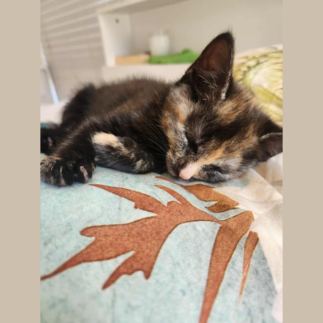 Photo of Cookie