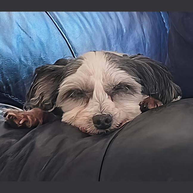 Photo of Toby   10 Year Old Maltese X