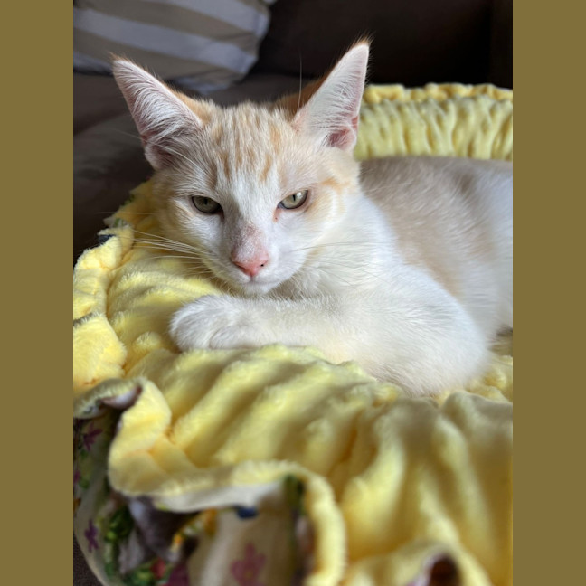 Photo of Alfie