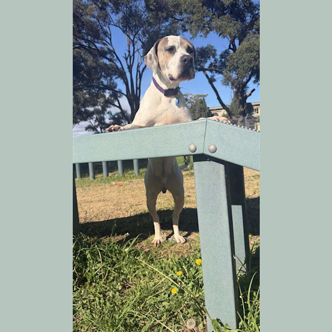 Photo of Snoop