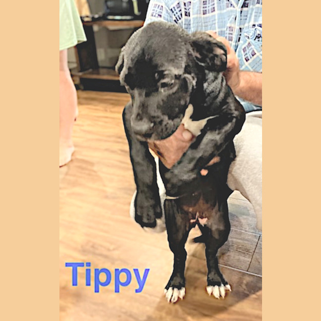 Photo of Tippy