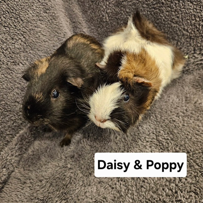 Photo of Daisy & Poppy