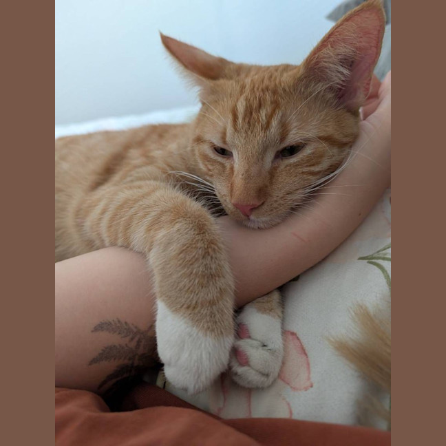 Photo of Griffin