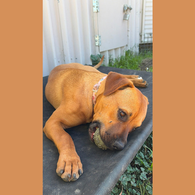 Photo of Cashew