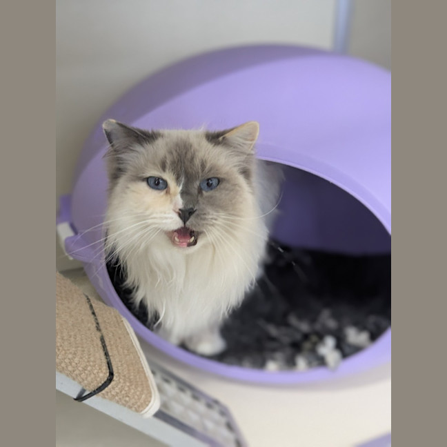 Photo of ⭐ Missy 6436 ⭐