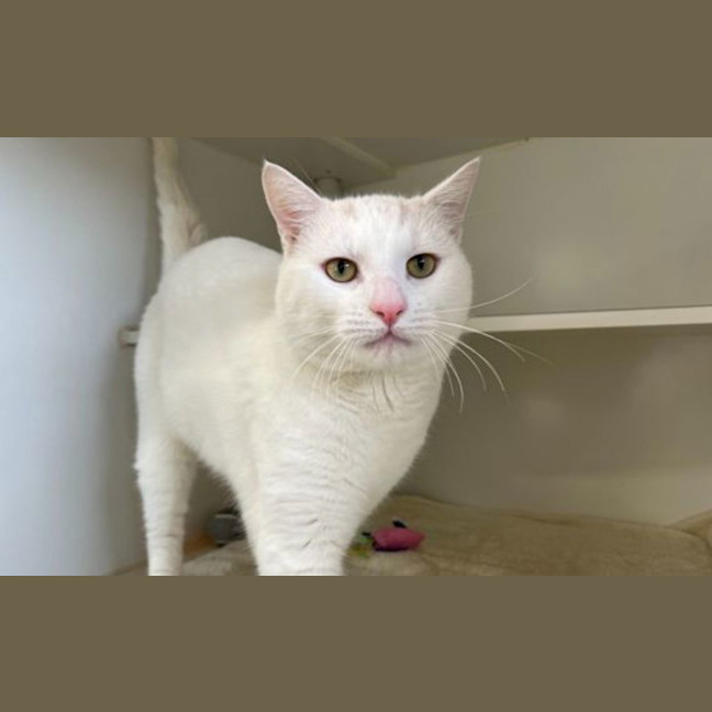 Photo of Mr Snowball