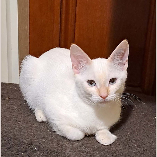Photo of Frosty