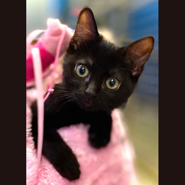 Photo of Patsy (Collar)