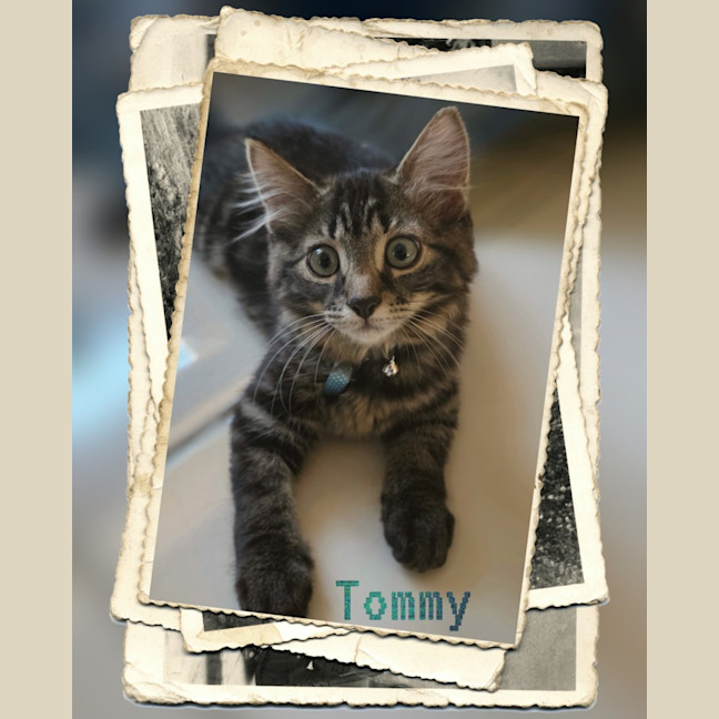 Photo of Tommy