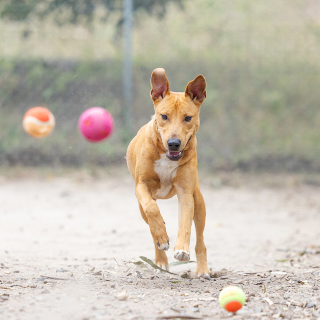 Photo of Ziggy