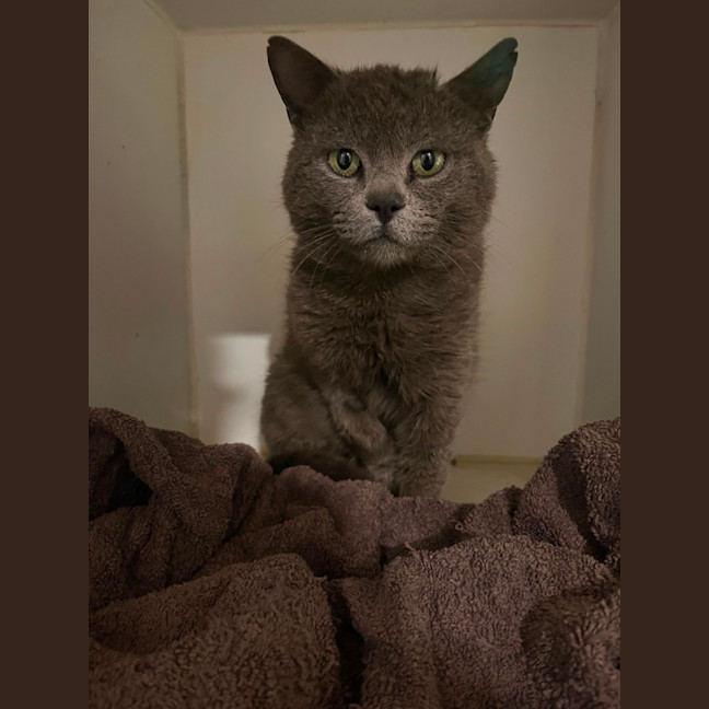Photo of Scrappy