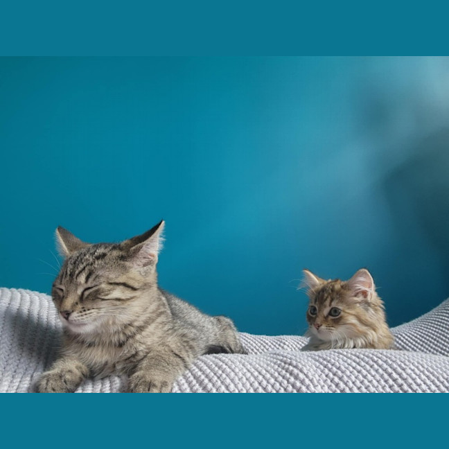 Photo of Salsa   Located In Melbourne