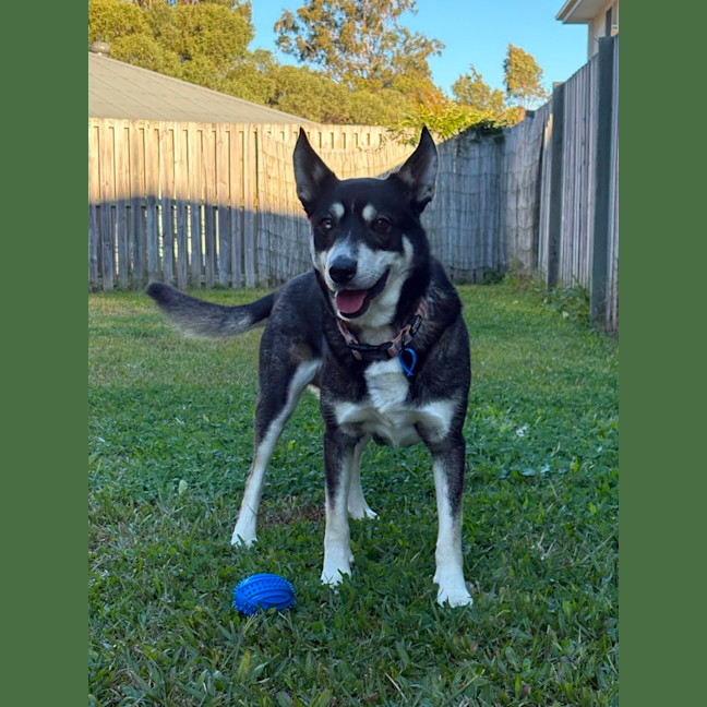 Photo of Diesel *$350 Adoption Fee*