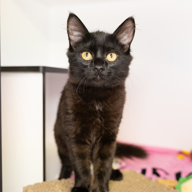 Photo of Licorice