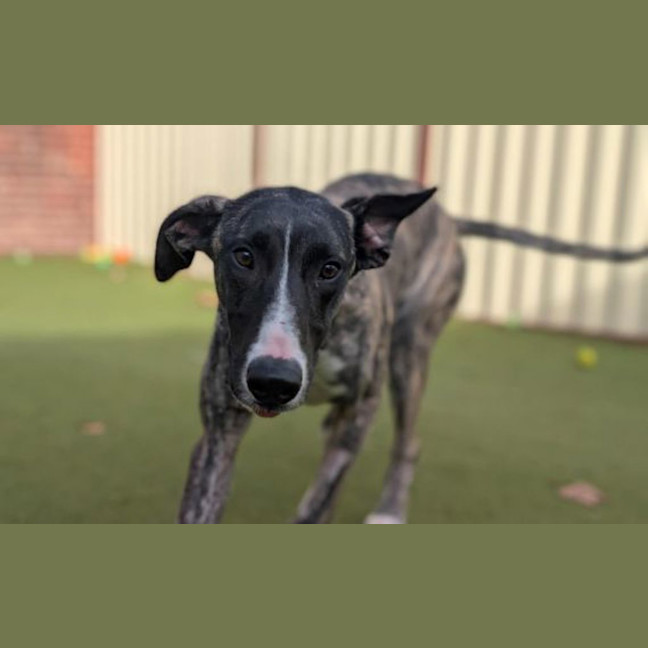 Photo of Rockstar