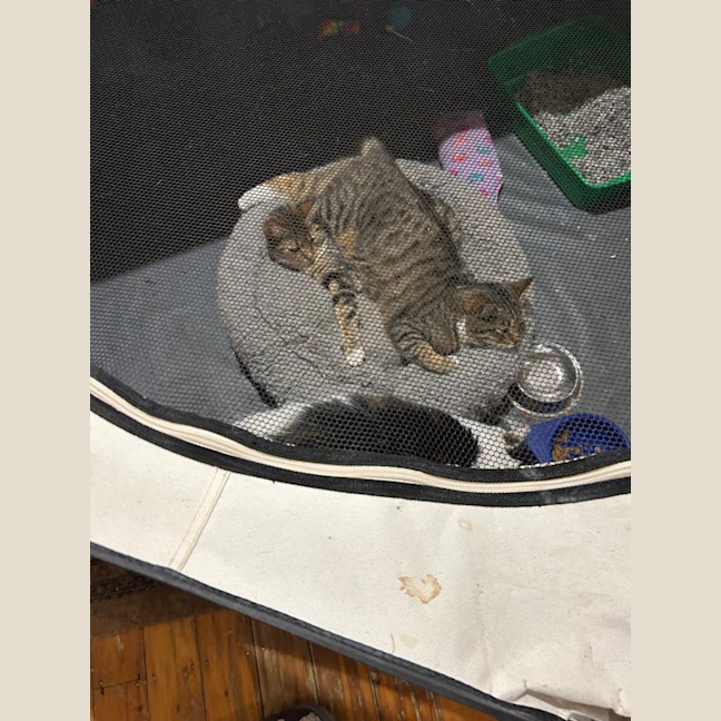 Photo of Enchantress   Bonded With Batman