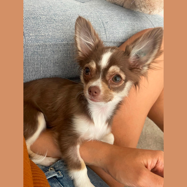 Photo of Penny Chocolate 