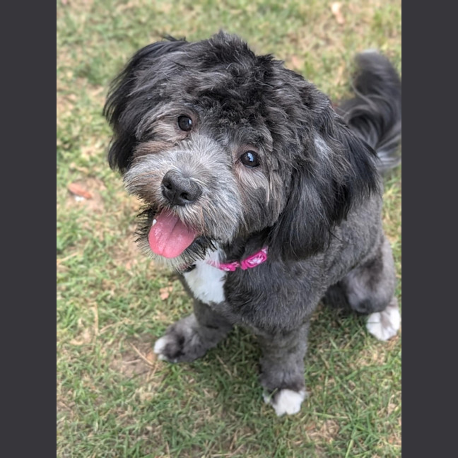 Photo of Pickles