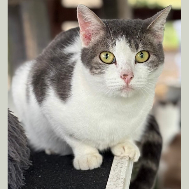 Photo of Whisper