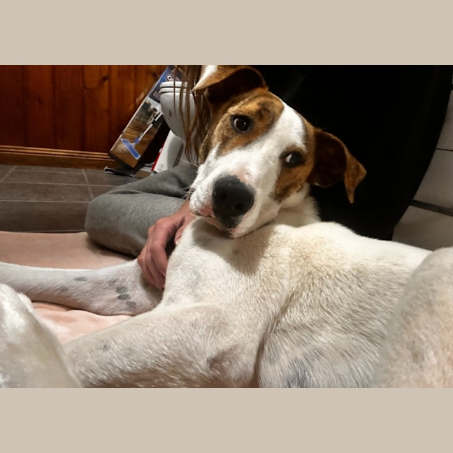 Photo of Hank
