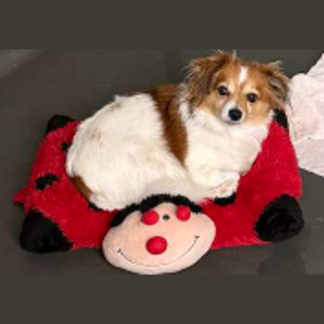 Photo of Ashiboy