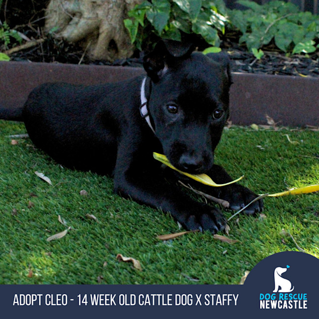 Photo of Cleo   14 Week Old Cattle Dog X Staffy