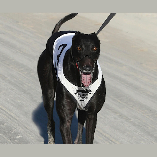 Photo of Onyx
