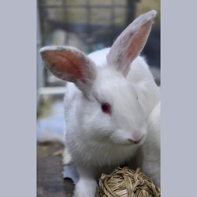 Photo of Harper
