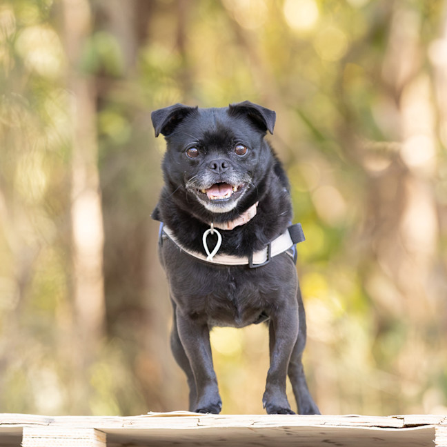 Photo of Harley