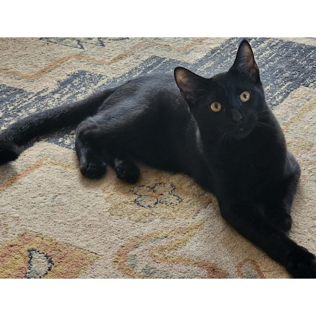 Photo of 13315   Nero