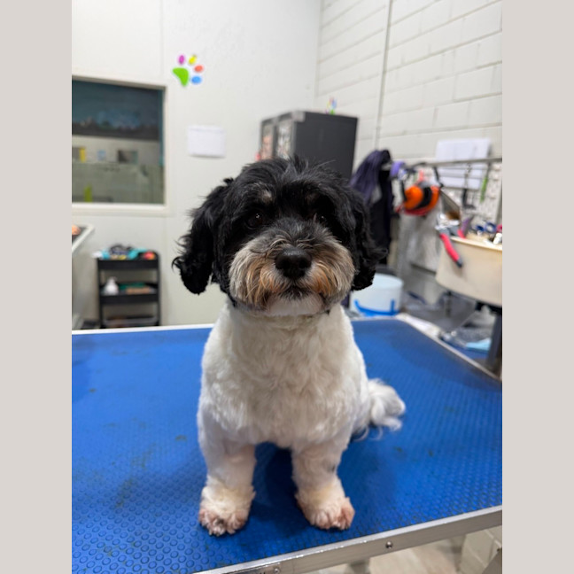 Photo of Rosie