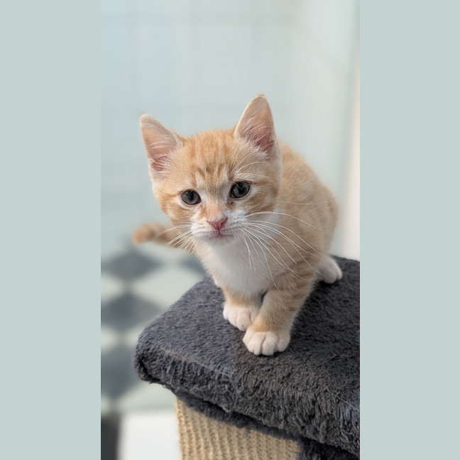 Photo of Crumpet