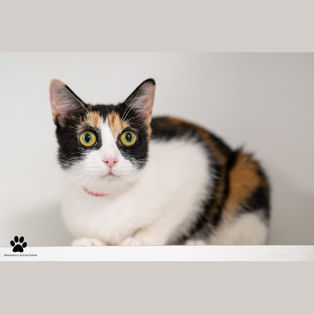 Photo of Sandy