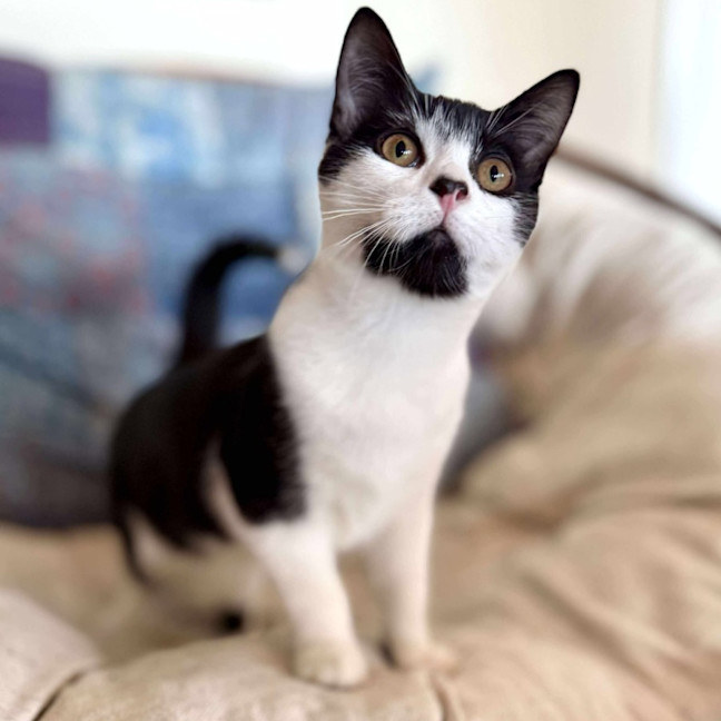 Photo of Sammy   Located In Eltham