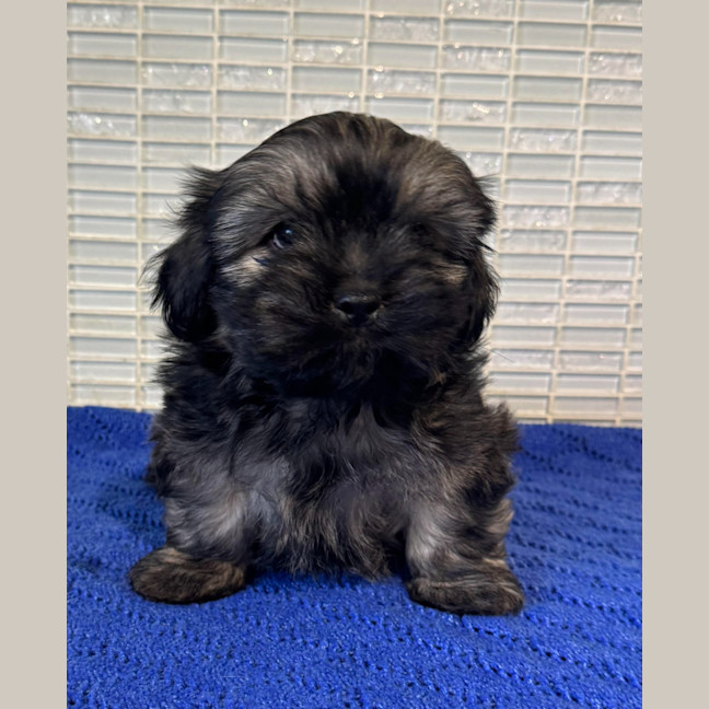 Photo of Arlo