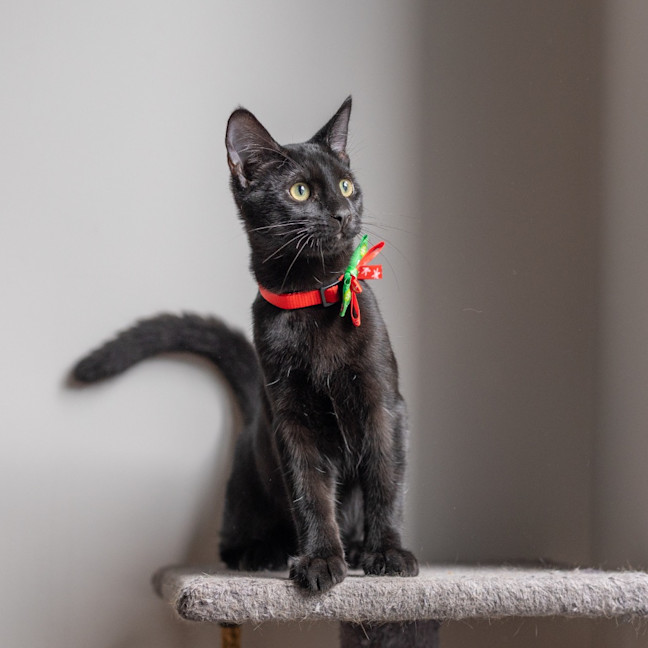 Photo of Puma