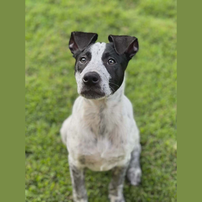Photo of Diesel