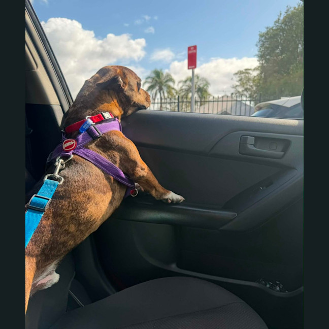 Photo of Tucker   2 Year Old Dachshund X Staffy