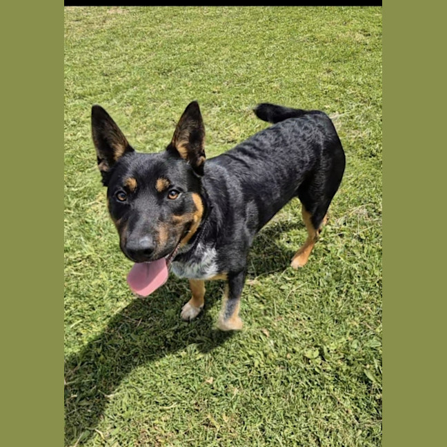 Photo of Jojo (67555)