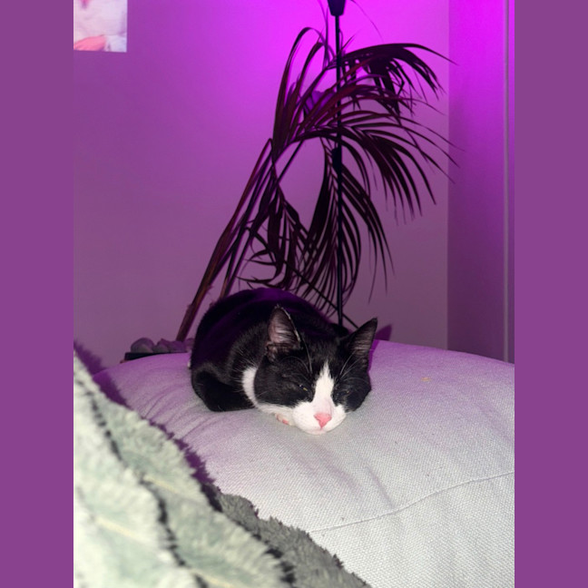 Photo of Pickle 