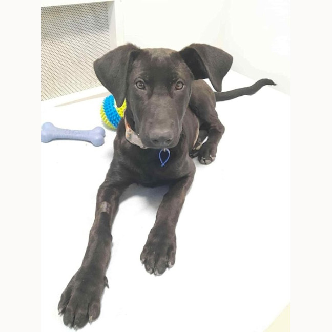 Photo of Elphaba   5 Month Old Shepherd X