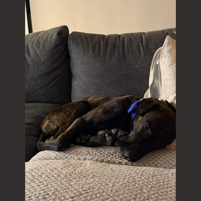 Photo of Baxter