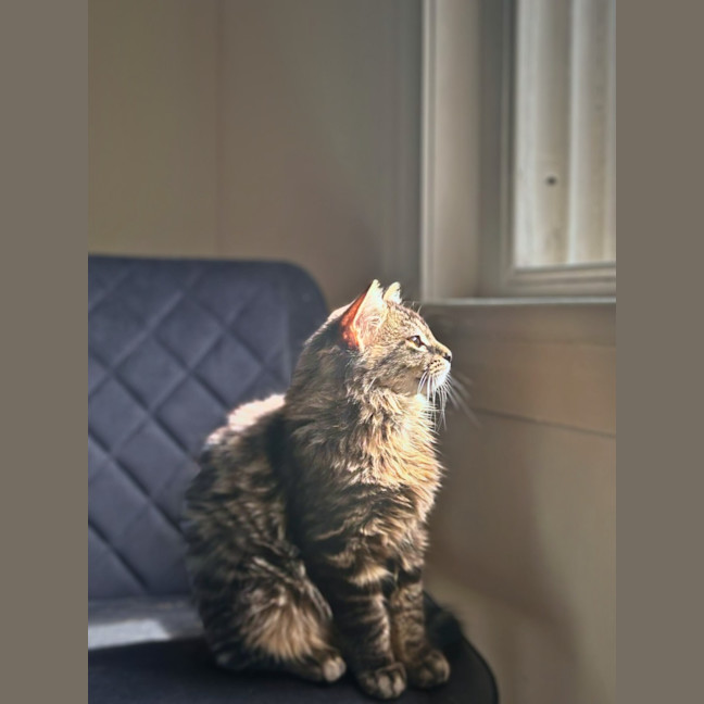 Photo of Josie