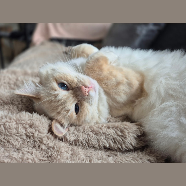 Photo of Chonk Norris