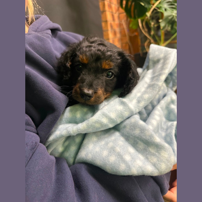 Photo of Bentley 