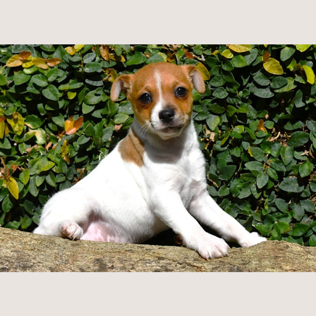 Photo of Waffles