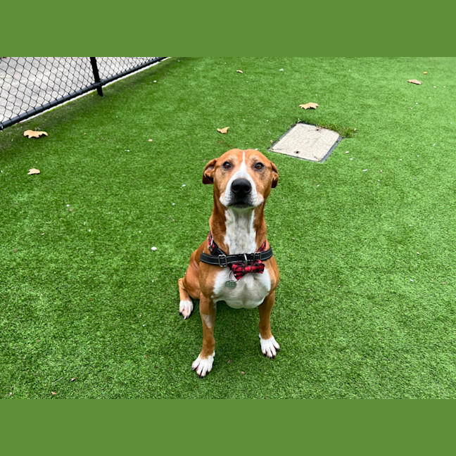 Photo of Cooper