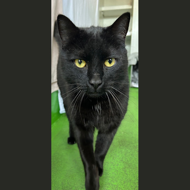Photo of Salem